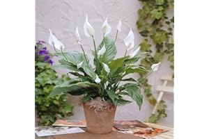 BRYNCIR GARDEN CENTRE 1 X SPATHIPHYLLUM 'Peace Lilly' Dark Green HOUSEPLANT Healthy Plant in Pot