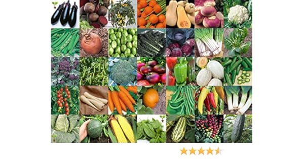 Carrot Sweet Hot Pepper Etc Tomato Viridis Hortus 35 Packs Of Vegetable Seeds Squash Swede Animatolka Pl