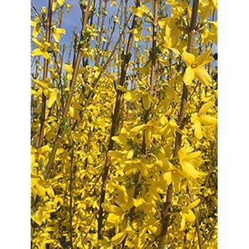 Forsythie Forsythia x intermedia Lynwood 80 cm hoch im 3