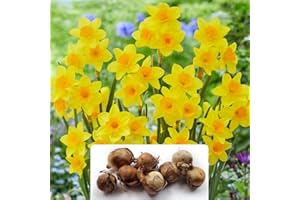 BOTANICAL BLISS 8 Dwarf Daffodil 'Garden Opera' Bulbs - RHS Award Winner - Star-Shaped Flowers for a Stunning Spring Display - Hardy and Easy to Grow Perennial, Ideal for UK Gardens