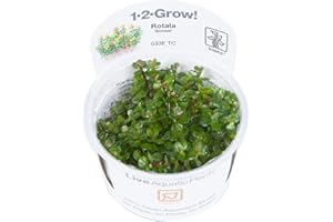 TROPICANA Tropica Rotala - Pianta per acquario "Bonsai", coltivazione di tessuti in vitro 1-2-Grow!