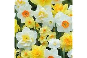 Spring Garden Daffodil Hardy Spring Bulb Collection with Classic Bright Yellow and White Flowers, Low Maintenance and Easy to Grow, 20 x Daffodil (Narcissus) T&M Mix Bulbs by Thompson & Morgan
