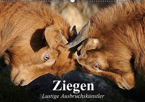 Ziegen. Lustige Ausbruchskünstler (Wandkalender 2017 DIN A2 quer): Die absoluten Freigeister unter den Herdentieren (Geburtstagskalender, 14 Seiten ) (CALVENDO Tiere)
