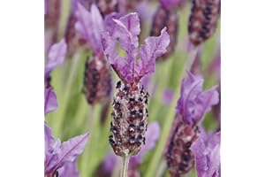 French Lavender plants, ready for The garden. 'Papillon'. Dwarf Lavender ideal for beds and borders. Perennial. 9cm Plant x 2. Available from Bedwen Plants
