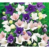 Miracle Tohum Dona Dayanıklı Platycodon İri Mixed &Ccedil;i&ccedil;ekli Balon &Ccedil;i&ccedil;eği Tohumu(100