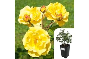 HARRINGTONS ROSES Potted Floribunda Rose - Arthur Bell | Fragrant Yellow Roses in 3L Pot | Award-Winning, Easy-Care, All-Year-Round Bloom -