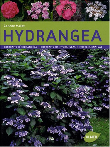 Download Hydrangeas - Portraits Download Hydrangeas - Portraits