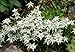 Produktbild Edelweiss 100 Seeds-Leontopodium alpinum-Sound of Music by Hirts: Seed; Perennial
