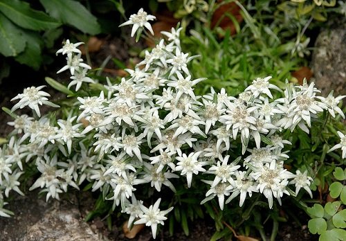 Preisvergleich Produktbild Edelweiss 100 Seeds-Leontopodium alpinum-Sound of Music by Hirts: Seed; Perennial