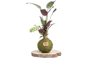 Kokedamas Lucciana Calathea Naturelle - Kokedama Intérieur | Boule de Mousse Vivante | Plante Naturelle | Plante Intérieure ou Extérieure | Décoration Maison | Entretien Facile