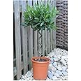 Spiral Stem Bay Tree (Laurus nobilis) - Hardy Evergreen Decorative Tree for Containers and Gardens – 2X 25cm Potted Plant by Thompson & Morgan