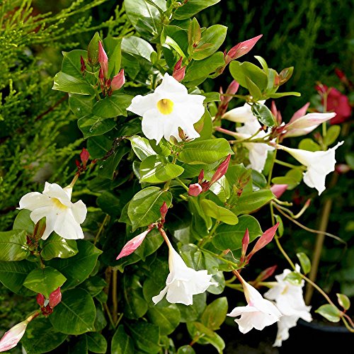 400 Semillas De Dipladenia Mandevilla - Plantas De Jardín O Balcón, Flores Decorativas Para Exterior