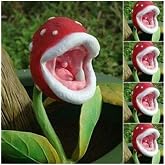 My Seed World Carnivorous Carnivorous Fly Trapping Plant Seeds 5 Seeds