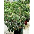 Creative Farmer Live Fruit Plant Sapota Chikoo Grafted Tropical Rare Sweet Pouteria Sapota Thai Plants for All Season Garden Plant(1 Healthy Live Plant)