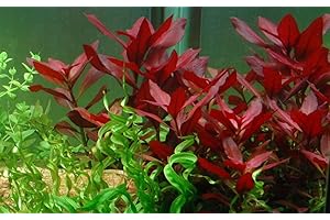 AquaOne Pianta Acquario Ludwigia repens 'Rubí' I Pianta Acquatica Pianta a stelo completamente radicata, facile da pulire, decorazione Aquascaping