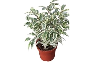 GARDEN MARKET PLACE Planta de interior - Planta para la casa o la oficina - Ficus benjamina Variegata - 28 cm de alto - AHORA CON DESCUENTO