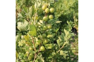 THOMPSON & MORGAN Gooseberry Plants Ready to Plant Bushes ‘Giggles Green’ Hardy Perennial, 9cm Potted Garden Fruit Plants, Easy to Grow Your Own Gooseberries, 3X Plants in 9cm Pots by Thompson and Morgan (3)