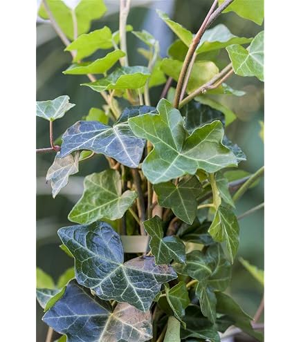 12 x Hedera helix Shamrock - Efeu Shamrock - Topf 9 cm x 9 cm : Amazon.de:  Garten