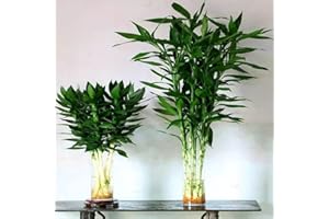 Bambou chanceux Plante Déco Graines Bonsaï Arbre Calathea Plante Déco Plantes Vertes Plantes D'intérieur Ivy Maison Plante Décoration Murale Plantes Hydroponiques Jardin Graines 100pcs