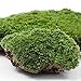 Produktbild Amesii Home Party Dekoration Künstlich Grün Gras Moos Pflanze Ornament Miniatur