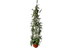 MONDOPIANTE Pianta Passiflora cerulea Vaso 18cm 3 CANNE