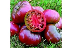 GROW YOUR SECRET GARDEN Tomate 'Cherokee Prince', herrlich süß, Fleischtomate.