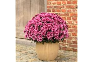 TROPICAL PLANTS UK BRITISH GROWERS 3 x Chrysanthemum Garden mums - Plants Outdoor Garden Ready, in 10.5cm Pots, Outdoor Perennial All Year Round (Pink)