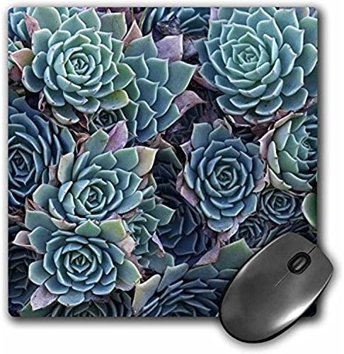 Fongakde Echeveria Elegance Succulents, New Zealand - David Wall - Mouse Pad