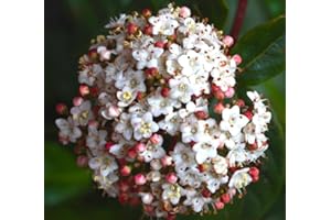 Viburno tino "Viburnum tinus" lentaggine pianta da siepe in vaso 2 litri cm Vivaio di Castelletto
