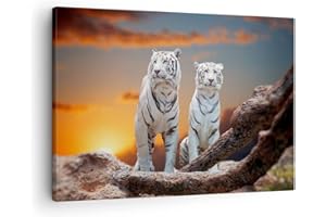 ARTTOR Lienzos decorativos Tigres blanco roca puesta del sol Cuadro Sobre Lienzo Moderno 70x50cm Cuadros Decoracion Salon Dormitorio Cocina Cuadros Pared Imágenes Wall Art Prints Decor Canvas AA70x50-2901