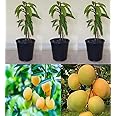 Green view Ratnagiri Alphonso Mango Plant Grafted Hybrid Hapus Outdoor Mango Fruit Tree Hybrid Live Plant For Home Garden