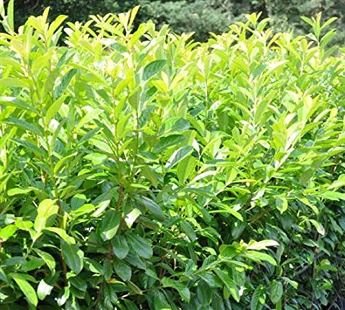Immergrüne frostharte Kirschlorbeer Topfware Novita Prunus Laurocerasus ca. 50cm 10 / 20 oder 50Stück (50) - 3