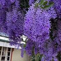 Wynorg Petrea - Sandpaper Vine. Add Elegance to Your Garden with ...