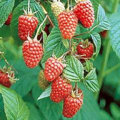 Swanley Village Nursery 5 X Raspberry Canes Tulameen Bare Rooted
