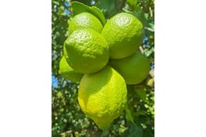 P.EMME Limoni Biologici: kg.5,5 di LIMONI bio con buccia edibile, raccolti nei nostri terreni privati di FOODCALABRIA