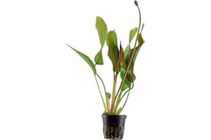 Aqua Essentials Echinodorus 'Red Diamond'