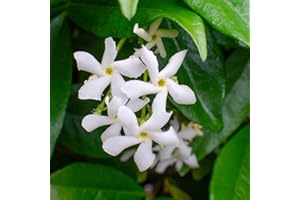 Bloomique - Lot de 2 - Trachelospermum jasminoides - Jasmin étoilé blanc - Plantes grimpantes - Plantes de jardin - Persistantes - Rustiques - 50-70 cm de haut - Pot 15 cm