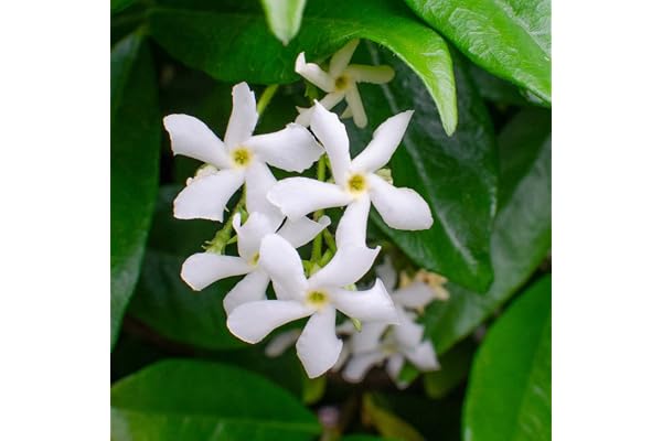 Bloomique - Lot de 2 - Trachelospermum jasminoides - Jasmin étoilé blanc - Plantes grimpantes - Plantes de jardin - Persistantes - Rustiques - Hauteur 50-70 cm - Pot 15 cm