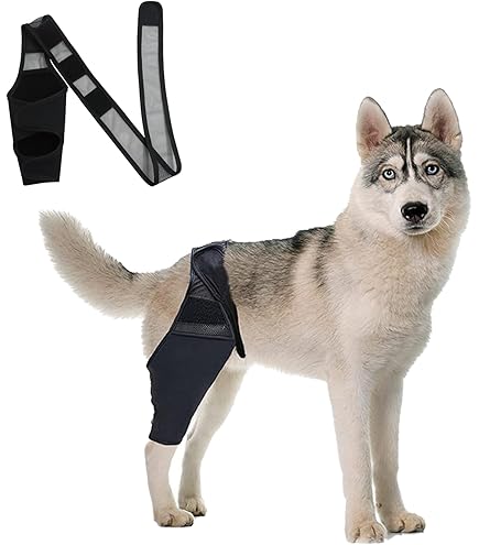 Mobiliteitshulpmiddelen voor kleine honden, ondersteunende draagdoek voor achterpoten, verstelbaar hondentilharnas om huisdieren op te tillen achter voor honden en oude K9 kruisbandrevalidatie