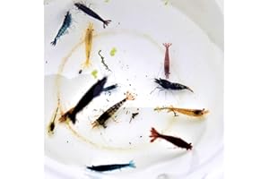 Garnelen Mix Bunte Mischung 10 Stück Shrimpfarm-Frankfurt