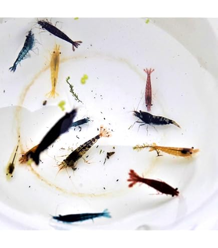 Topbilliger Amano Garnele – Caridina Multidentata Produktbild-Vorschau 9