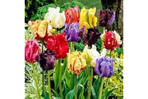 Bulbes à Fleures (10 X Tulipes PERROQUET en mélange - PARROT)