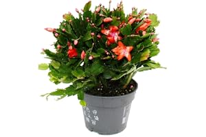 Exotenherz – Stor julkaktus – Schlumbergera – XXL – 17 cm kruka – ca 25–35 cm hög – röda blommor