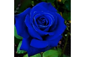 Saterkali Semillas de rosas, 50 piezas/bolsa Semillas de rosas Plántulas de flores rústicas azules multiusos naturales para jardín azul medianoche semilla de rosa