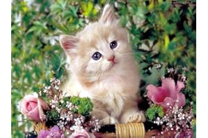 PARTYLANDIA-SHOP CIALDA in ostia GATTO TENERO per DECORAZIONE TORTA