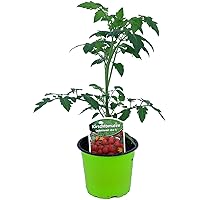 Tomatenpflanze, Supersweet-100 F1, Veredelte Kirschtomate, Cocktailtomate, Tomatenpflanzen