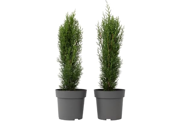 Plant in a Box - Cyprès de Toscane 'Totem' - Set de 2 - Cupressus sempervirens - Pot 19cm - Hauteur 60-80cm