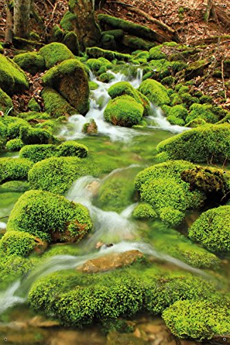 Wallario Garten-Poster Outdoor-Poster – Moosiger Bach in Premiumqualität, Größe: 61 x 91,5 cm, für den Außeneinsatz geeignet - 3