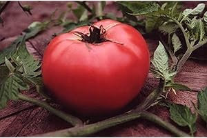 POTSEED Germination Les graines: 50 - Graines: Rose de Berne Tomate - Doux, Profond, saveur Tomate Riche! Couleur Rose-Rose. !!!!!