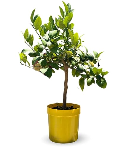 Albero Di Limone Yuzu Attitude Jardin – Agrumo Mediterraneo, Pianta Da Frutto 75-85 Cm, Vaso ⌀22 Cm